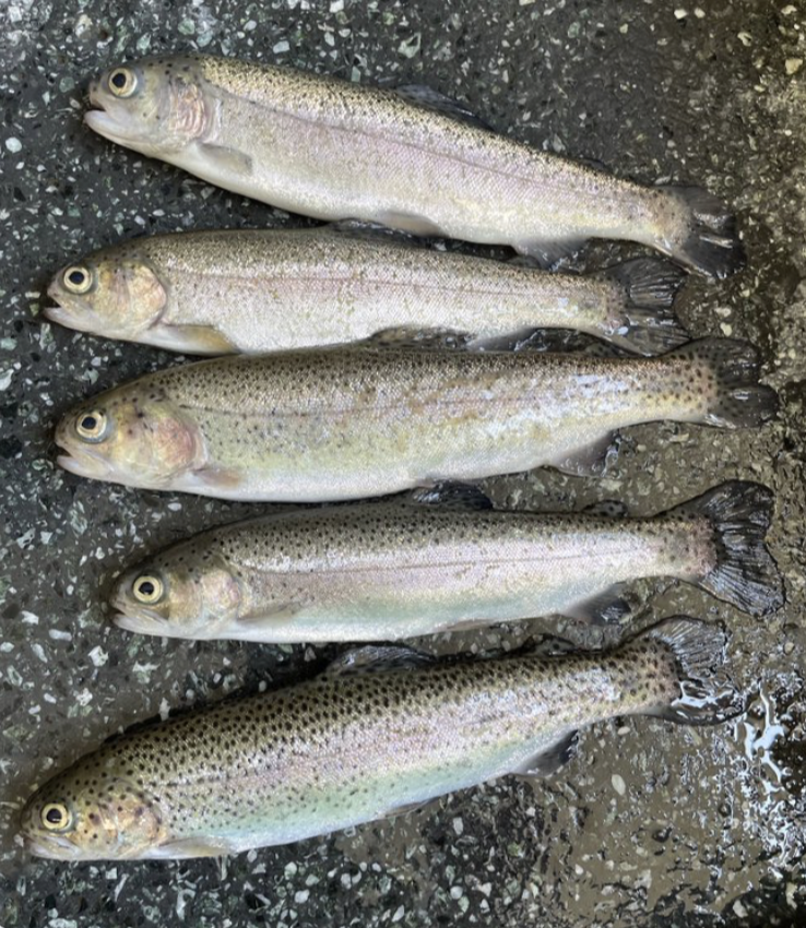 rainbow trout